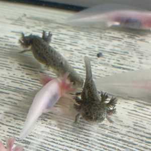 Axolotl