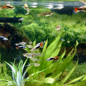 Magnifiques guppies mâles et femelles élèves avec amour, soin et expérience !