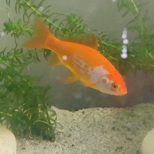 Jeunes poissons rouges