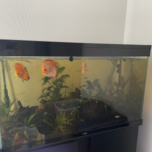 Aquarium ciano 100