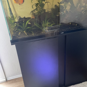 Aquarium ciano 100