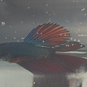 Combattant - Betta Splendens