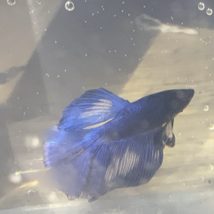 Combattant - Betta Splendens