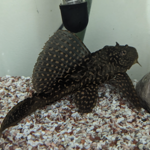 Pleco