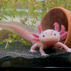 Recheche un axolotl male URGENT