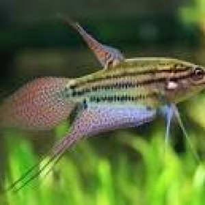 Gourami grogneur  Trichopsis vittata