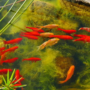 Donne poissons rouges de bassin
