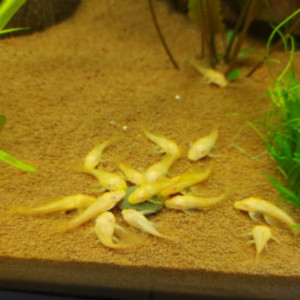 Ancistrus Gold Albinos