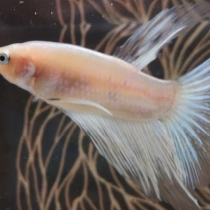 Betta splendens koi/half moon marbré 1