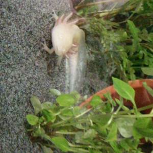 Recheche un axolotl male URGENT