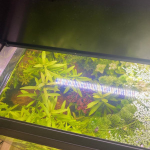 Hygrophila polysperma