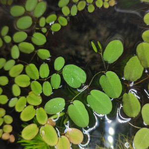 Salvinia auriculata