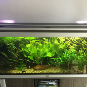 Vente aquarium aquatlantis 250 l