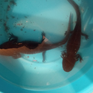 Urgent donne deux axolotl femelles et noir avec aquarium et pompe