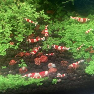 Caridina Crystal red