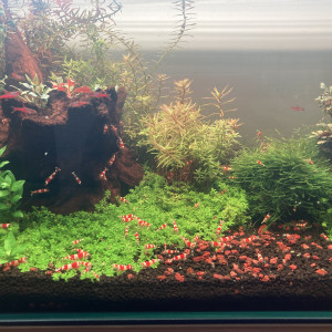 Caridina Crystal red