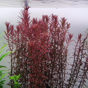 Rotala Blood Red SG Variant