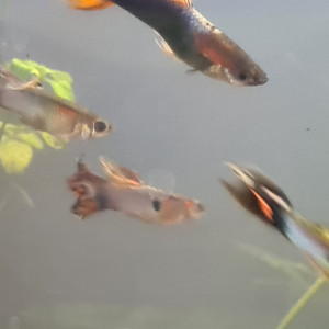 Vends ou échange lot de 6 guppys poecilia