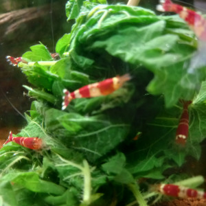 Crevettes red cristal