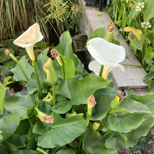 Arum aquatique