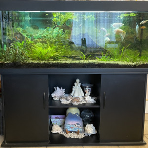 Aquarium sur meuble avec équipement complet, décorations et poissons