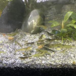 Crevettes neocaridina mixtes