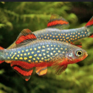 Daniot margaritatus/ Danio perlé céleste/ rasbora galaxy