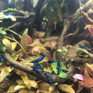 Crevettes Blue Velvet