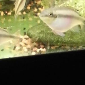 pelvicachromis pulcher , krybensis