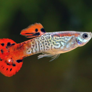 Guppy rouge cobra mâle- Poecilia reticulata 3-3.5cm