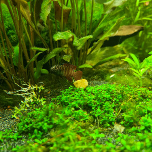 Dario Myanmar Sp. Black Tiger