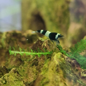 Crevette Caridina cf. cantonensis - Taiwan Bee Panda ?