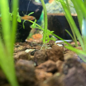 Bébé platy