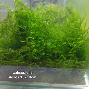 calicostella