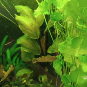 Nymphoides Taïwan