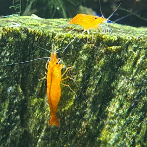 Neocaridina orange sakura