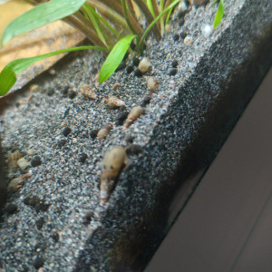 Escargots jardiniers Mélanoïdes