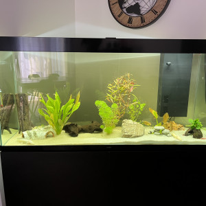 aquarium de 270 L avec vraie plante et bois à l’intérieur.  axolots