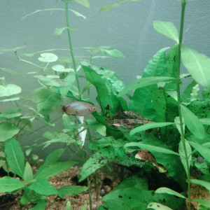 Platy Mickey femelle bleue