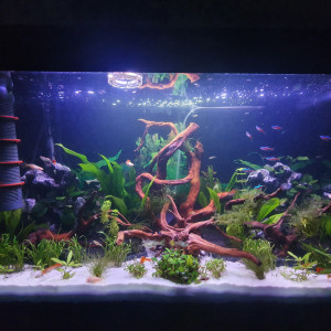 Aquarium 240l