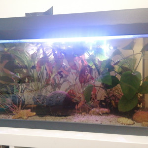 Vends aquarium avec neons, crevette et escargots