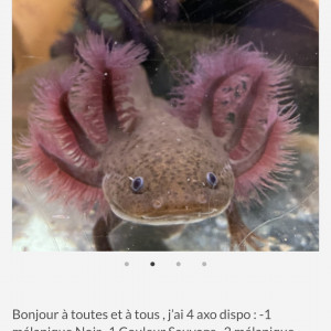 Cherche bébé axolotl