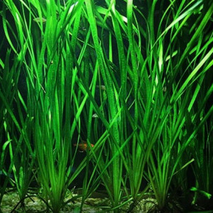 Vallisneria Spiralis