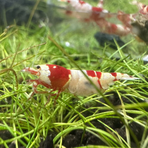 Caridina Pure Red Line