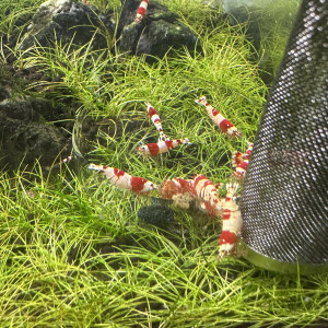 Caridina Pure Red Line