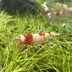 Caridina Pure Red Line