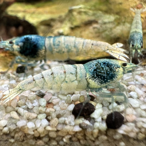 Caridina Blue Bolt