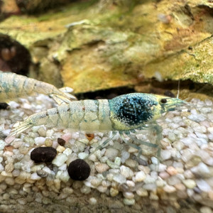 Caridina Blue Bolt