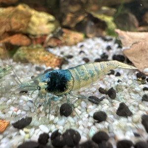 Caridina Blue Bolt