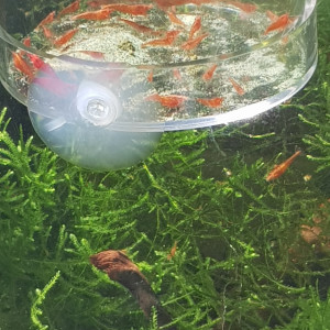 Neocaridina orange sakura